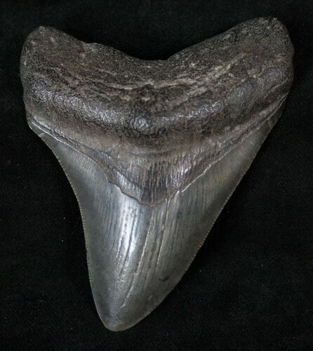 Fossil Megalodon Tooth - Medway Sound, GA #13278